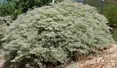 What a perfect mound of insect pleasure. This Giant Buckwheat is 6 foot wide and four foot tall. Eriogonum giganteum is fast and big.