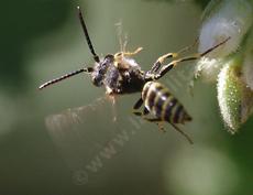 Nomada – cuckoo bee on Ribes indecorum. They were also on the Arctostaphylos Austin griffin and Ian Bush. - grid24_6 Nomada – cuckoo bee on Ribes indecorum. They were also on the Arctostaphylos Austin griffin and Ian Bush. - grid24_6