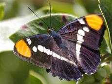 Adelpha bredowii californica, California Sister Butterfly top - grid24_6