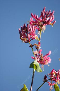 Lonicera hispidula, Chaparral Honeysuckle, is native in coastal California, seen here  ten feet up in a bush. - grid24_6