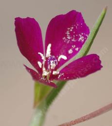 Farewell to spring, Clarkia purpurea is also known as Purple Clarkia or Winecup Clarkia