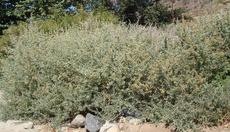 Brewer's Saltbush makes a decent hedge, but it smells like cat pee. Drive your nasty neighbor crazy? But it will also grow in Los Angeles or San Diego without any water in full sun. You like cats, right? - grid24_6