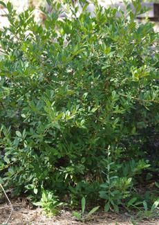 Tranquil Margarita is a beautiful coffee berry that looks very clean and neat in the ground. Wonderful for a small, 5 ft. hedge. - grid24_6