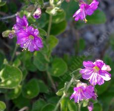 Mirabilis californica, wishbone flower. - grid24_6