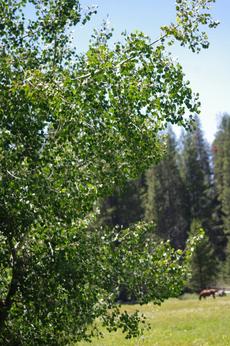 Populus tremuloides, Quaking aspen at 7400 ft. in the Sierras - grid24_6
