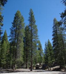 Lodgepole pine trees, I think, at 7500 ft. in the Sierra - grid24_6