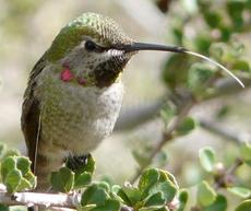 An immature male Anna Hummingbird. - grid24_6