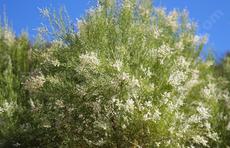Here Are Plants That Native In The Temecula And Murrieta Area Plants That Are Native In The Temecula