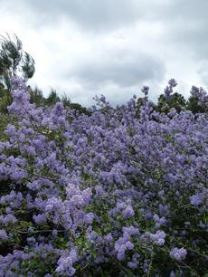 Ceanothus oliganthus blue lilac bush - grid24_6