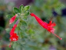 This California fuchsia was up in the rocks at the top of the subdivision at Mt. Laguna.