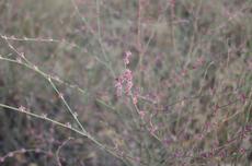Eriogonum roseum; Wand Buckwheat  - grid24_6