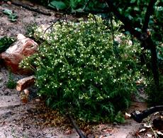 Eucrypta chrysanthemifolia as little bush - grid24_6