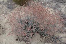 Ashley Leaf Buckwheat, Eriogonum cinereum in the ground at the Santa Margarita nursery. - grid24_6