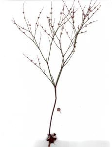 Eriogonum covilleanum, Coville's buckwheat is an annual. - grid24_6