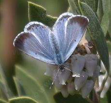 Spring Azure Butterfly, Celastrina ladon sunning on a Arctostaphylos pungens - grid24_6