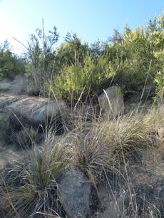 Stipa coronata,  Giant stipa amoung rocks and chamise. South facing decomposed granite.