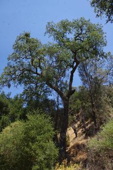 An old Old Valley Oak about 75 ft. tall. - grid24_6