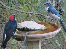 A Scrub Jay and Acorn Woodpecker at the bird bath - grid24_6