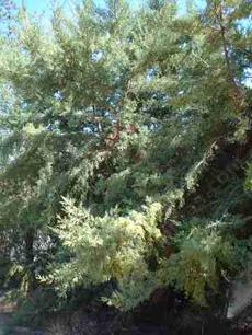 Cupressus macnabiana (MacNab Cypress or Shasta Cypress) 