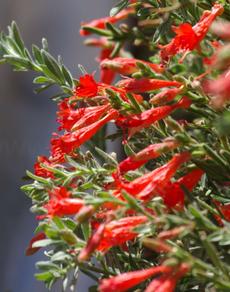 PHAT Margarita flowers. This California fuchsia is a hybrid of two plants from Southern California. This one does well in San Diego and Los Angeles. - grid24_6