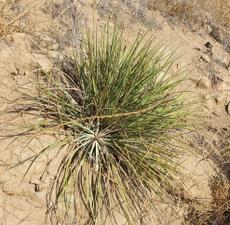 Here is a Yucca whipplei at the top of the Susana grade in north Los Angeles. - grid24_6