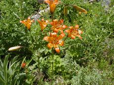 Liliium parvum, Sierra tiger lily in a Sierra stream 