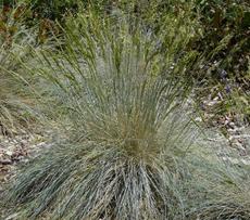 Festuca idahoensis, Idaho Fescue, is adaptable, and grows in sun or shade.