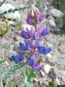 Lupinus sparsiflorus, Coulter's Lupine courtesy of Jerry Baker.