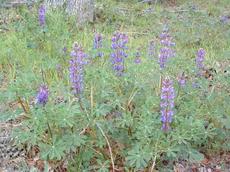 Lupinus succulentus Arroyo Lupine.is an annual - grid24_6