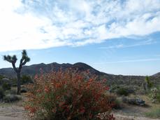 Sphaeralcea ambigua, Desert Mallow in the Mojave desert.