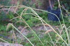 San Diego Sedge, Carex spissa seeds