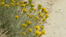  Chrysothamnus nauseosus consimilis, Nevada Rabbit Brush along a road in the Eastern Sierras.