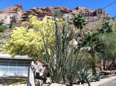  Carnegia gigantea, Sahuara, Saguaro and Giant Cactus,(the big dude), courtesy of Mark U.