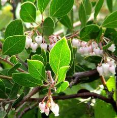 Arctostaphylos hookeri, Wayside manzanita, this manzanita works great in beach sand near the coast. But we've used it in heavy clay on drip and the plants lived. (At least long enough for us to get off the project.) Amazing!