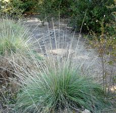 Muhlenbergia rigens,  Deer Grass, is shown here with flowering stalks on the edge of a garden path. This native grass has all sorts of uses. - grid24_6