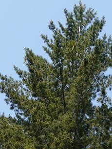 Pinus lambertiana, Sugar Pine, is one of the largest pines in America.  - grid24_6