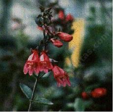 an old picture of Penstemon newberryi  sonomensis,  Sonoma Beardtongue.