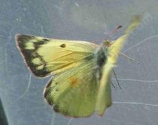 Alfalfa Butterfly, Colias eurytheme - grid24_6