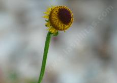 Helenium puberulum What happened to the Flower? - grid24_6
