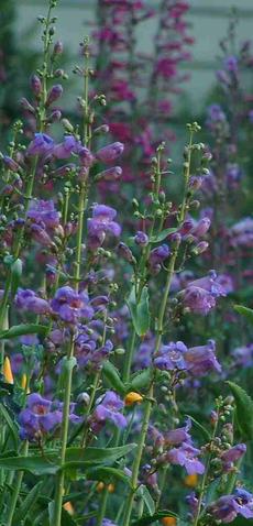 Penstemon spectabilis, Showy Penstemon is a natural in a large perennial garden. You can still have a perennial garden with no water, just use native plants. - grid24_6