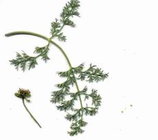 Lomatium utriculatum Common Lomatium