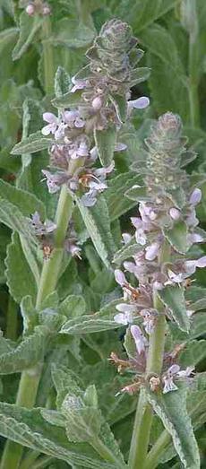 Stachys ajugoides,  Persnickety Pink Pink Hedge Nettle
