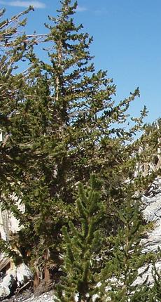 Pinus longaeva, Bristlecone Pine, is a very long-lived, high-elevation pine living in the White and Inyo Mountains of California. 
