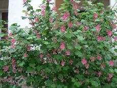 Ribes sanguineum var. glutinosum, Pink-Flowering Currant, is one of the showiest wild currants, with its pendulous clusters of reddish-pink flowers.  - grid24_6