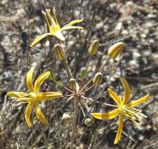 Bloomeria crocea var. aurea, Golden Star, or Goldenstar, is so cool to see in amongst the weedy grasses of the oak woodlands. 
