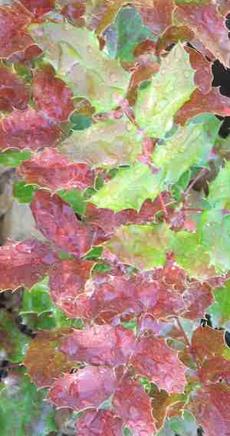 Mahonia nervosa, Dwarf Oregon-grape or Cascade Oregon-grape