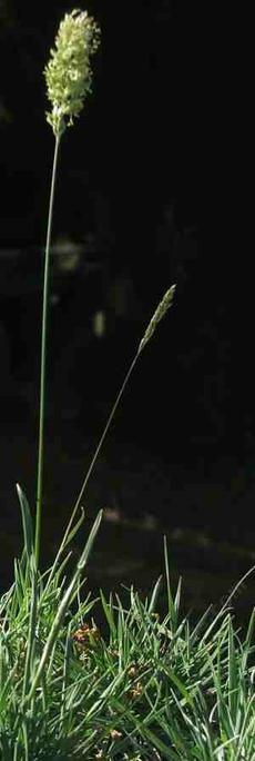 Koeleria macrantha, June Grass flower head