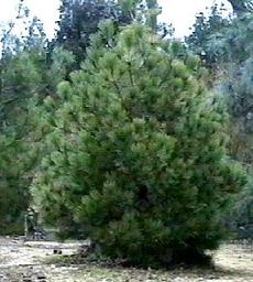 Pictured here is the luscious Pinus jeffreyi, Jeffrey Pine, growing in our Santa Margarita garden.