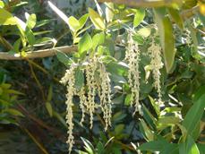 Garrya veatchii Silk Tassel Bush with male flowers, catkins  - grid24_6