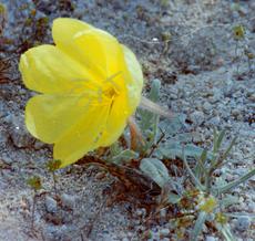 Oenothera primiveris Yellow Sun Cups
